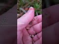 無料ニラ見分け方