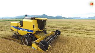 Colheita Arroz Irrigado New Holland TC 5090 Video 4K