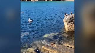 Seagull vs Pelican