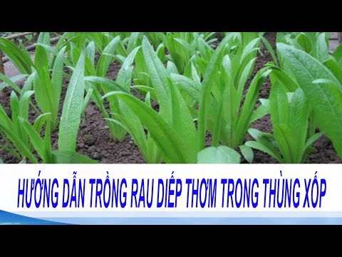 Video: Gieo Rau Diếp