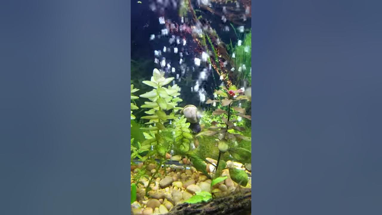 My Mystery Snail riding bubbles for fun! YouTube