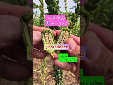 روغن ارده کنجد طلای سلامتی سرشار از ویتامین و مواد معدنی مفید برای قلب استخوان و آشپزی سالم