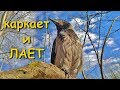 Капля зовёт ворон и лает на людей