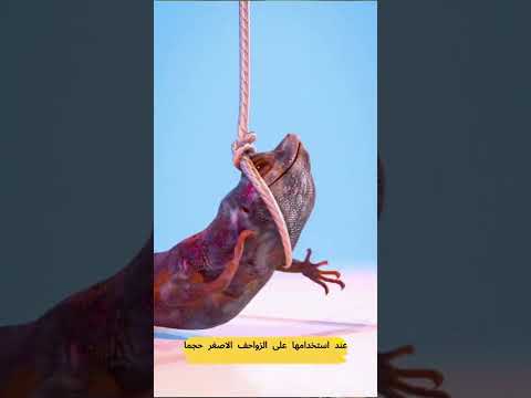 تنين كودو