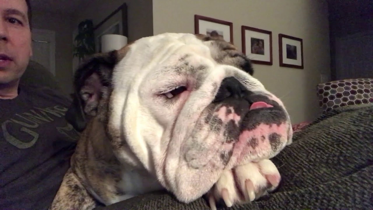 Reuben the Bulldog: Gets His Way pets bd