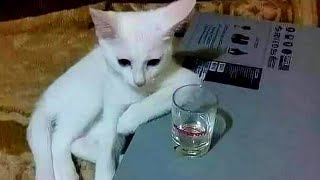 Memes to watch with a bottle of whisky