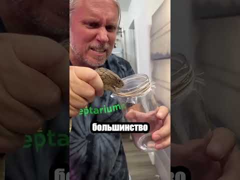 Змея случайно кусает себя и не может отпустить! 🐍😱