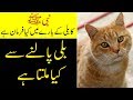 What islam says about cats  billi palna kaisa hai  islami baat