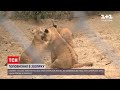 Трійко рідкісних берберських левенят показали в одному з чеських зоопарків