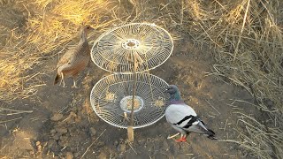 Pigeon Bird Trap Using Electric Fan | Creative Bird Trap | EASY  Bird Trap Technology