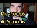 😍 Mis 4 Parejas de AGAPORNIS Papilleros🐦 Por fin se conocen