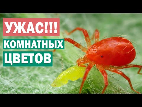 Срочно! Борьба с вредителями на фикусах, кактусах, авокадо и других комнатных цветах Паутинный клещ