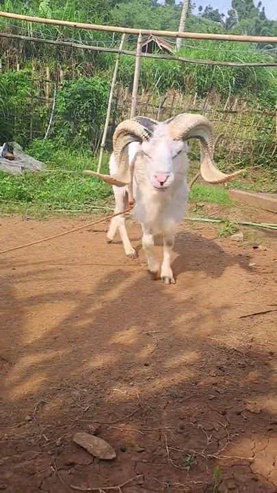 DOMBA garut GAGAH