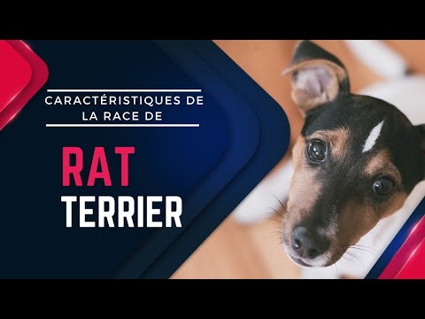 Vidéo: Race De Chien Rat Terrier Hypoallergénique, Santé Et Durée De Vie