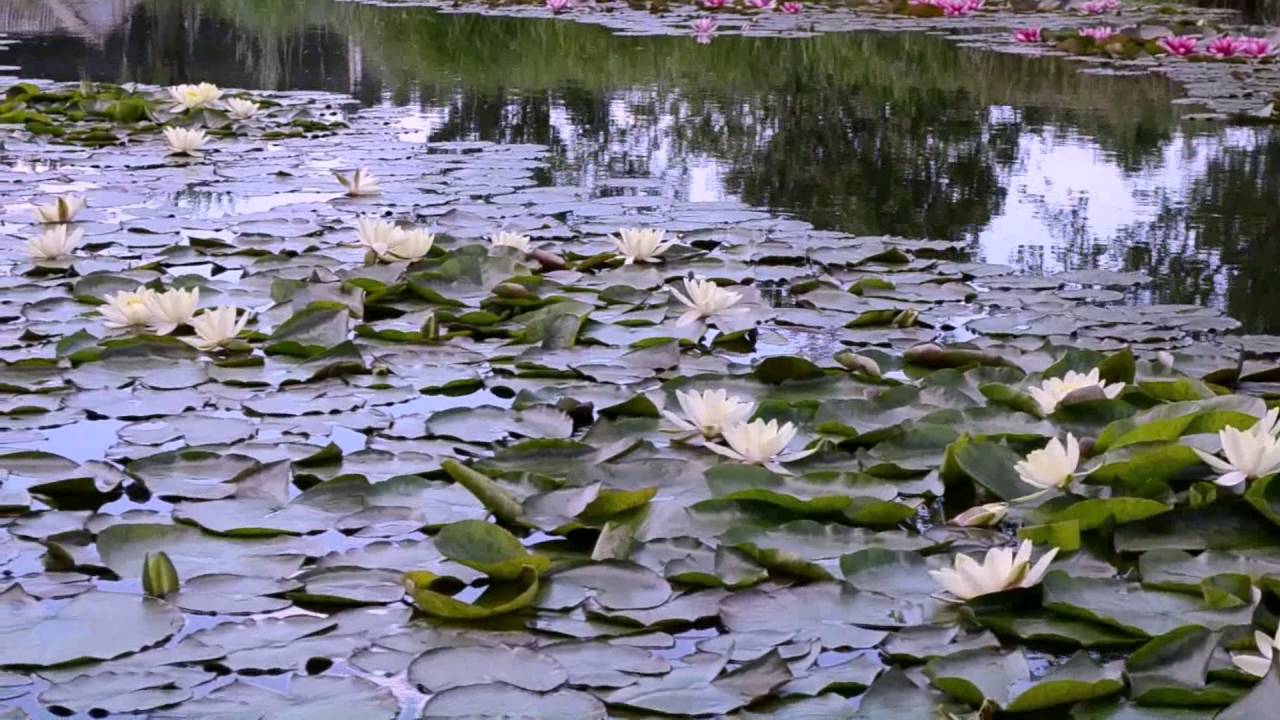 Водяные лилии цветут - YouTube