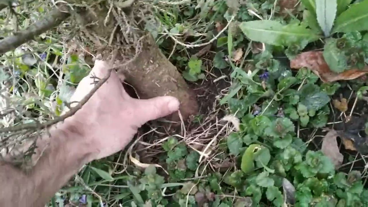 Кипарис вечнозелёный (Cupressus sempervirens) из семян.