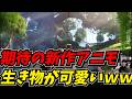 期待の新作アニモに出てくる生き物が可愛すぎたｗｗ【アニモ（Aniimo）】