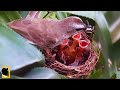 ANAK BURUNG DI BERI MAKANAN LABA LABA