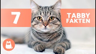 7 Fakten Über Tabby Katzen Warum Sie So Besonders Sind