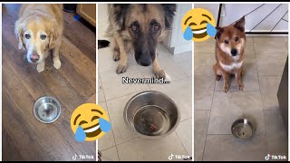 DOG On Diet | Pretending To Put your Dog on Diet || Funny Dog Reactions | TikTok Compilation