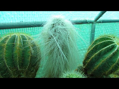 Video: Rawatan Cactus Sunscald - Apakah Tanda-tanda Penyakit Cactus Sunscald