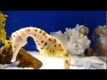 Big-belly seahorse.ビッグベリーシーホース(タツノオトシゴの一種)。