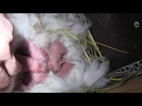 ხელი მოვკიდოთ თუ არა ახლად დაბადებულ ბაჭიებს..?