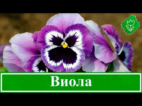 Video: Kako vzgojiti violo odorato iz semena?