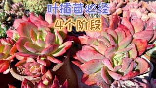 多肉葉插繁殖必經的4個階段分享，記錄從葉片變成多肉的過程！