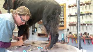 Gordon setter grooming  scissoring the feathers into a shorter pet trim