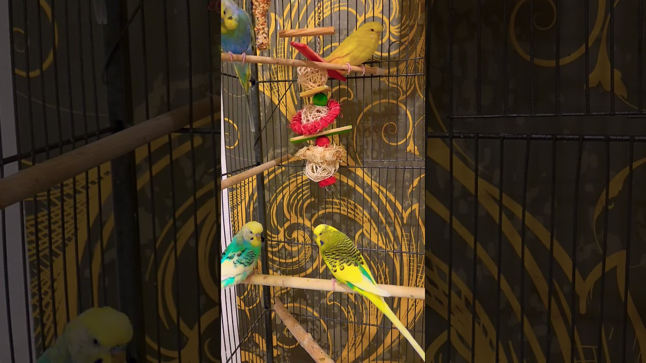 Как чирикает волнистый попугай#budgies #cute #funny #parrot #parakeet #birds #pets #shortvideo #like