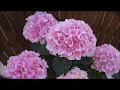 母の日あじさいギフト　エリー　ピンク　さかもと園芸　新品種　楽天　群馬の鉢花　カオプストア