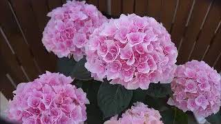 母の日あじさいギフト　エリー　ピンク　さかもと園芸　新品種　楽天　群馬の鉢花　カオプストア