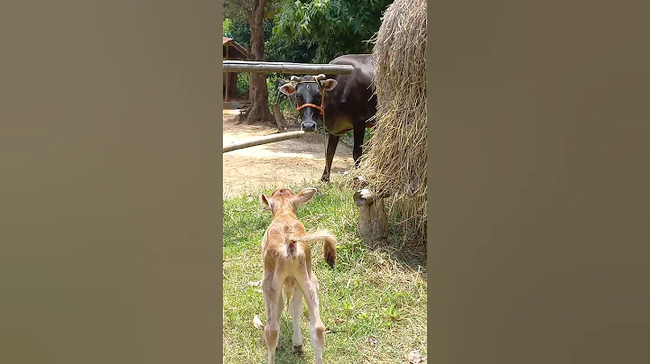 Mother Cow Mooing for her Calf #shorts