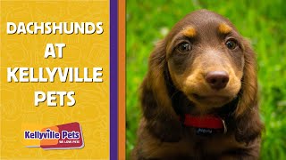 kellyville pets puppies