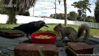 Crow vs Squirrel Moment | Pasta Feeding Close Ups | Florida Backyard Wildlife 4 25Jul26 Ep 8