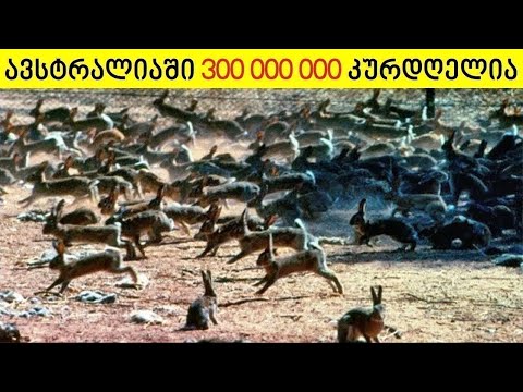 აი რატომ არ ჭამენ ავსტრალიაში მილიონობით კურდღელს !