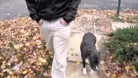 THE GREATEST WAY TO HONOR AND LOVE YOUR DOG - Jeff...