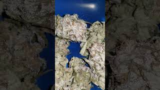 12/05/22 prepping for grovebags after 10D dry /115 d fromseed flwr 10wks total Pheno/chemootype #1