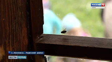 Зачем на Руси мух хоронили?