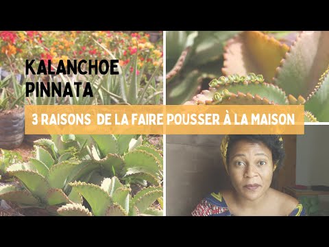 Vidéo: Pharmacie Verte Dans La Maison : Kalanchoe Degremona