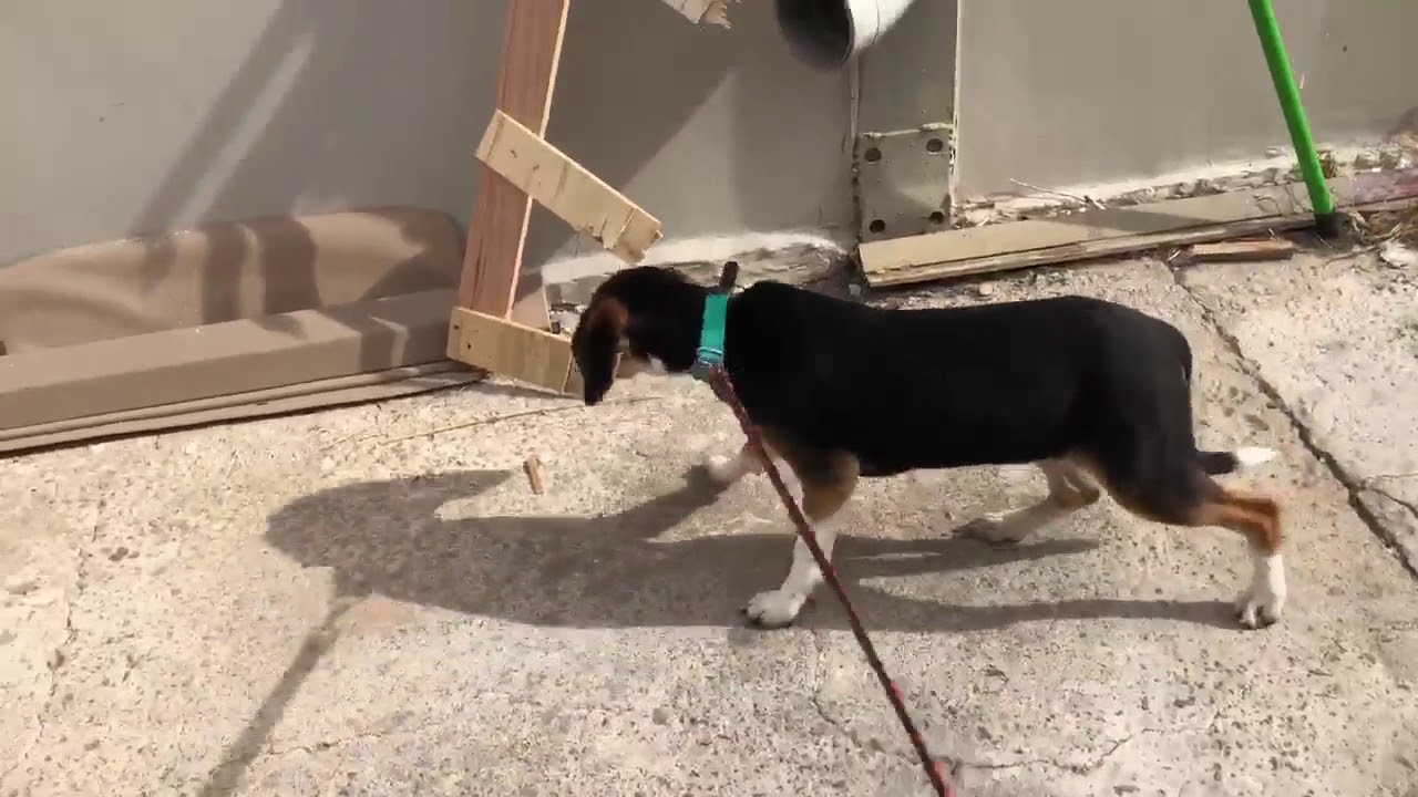 Rozy, ein Hund in Not aus dem Tierschutz YouTube