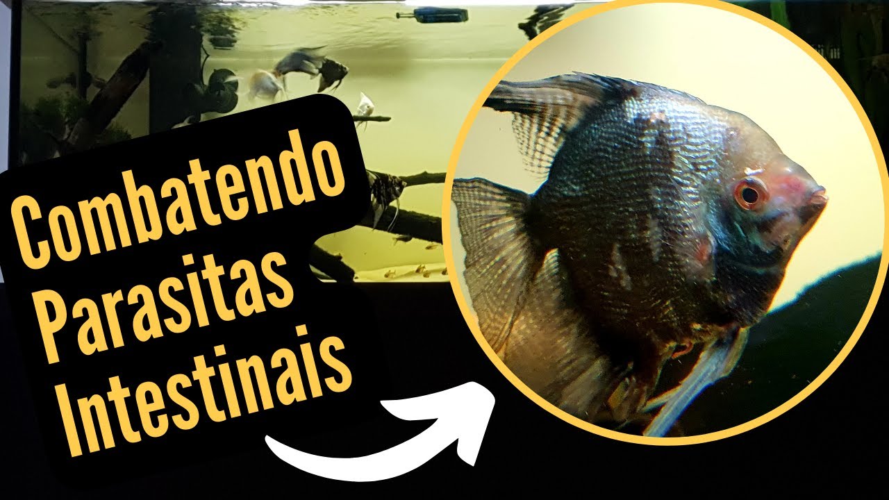 Dica para combater os parasitas intestinais em Acará Bandeira & Acará Disco