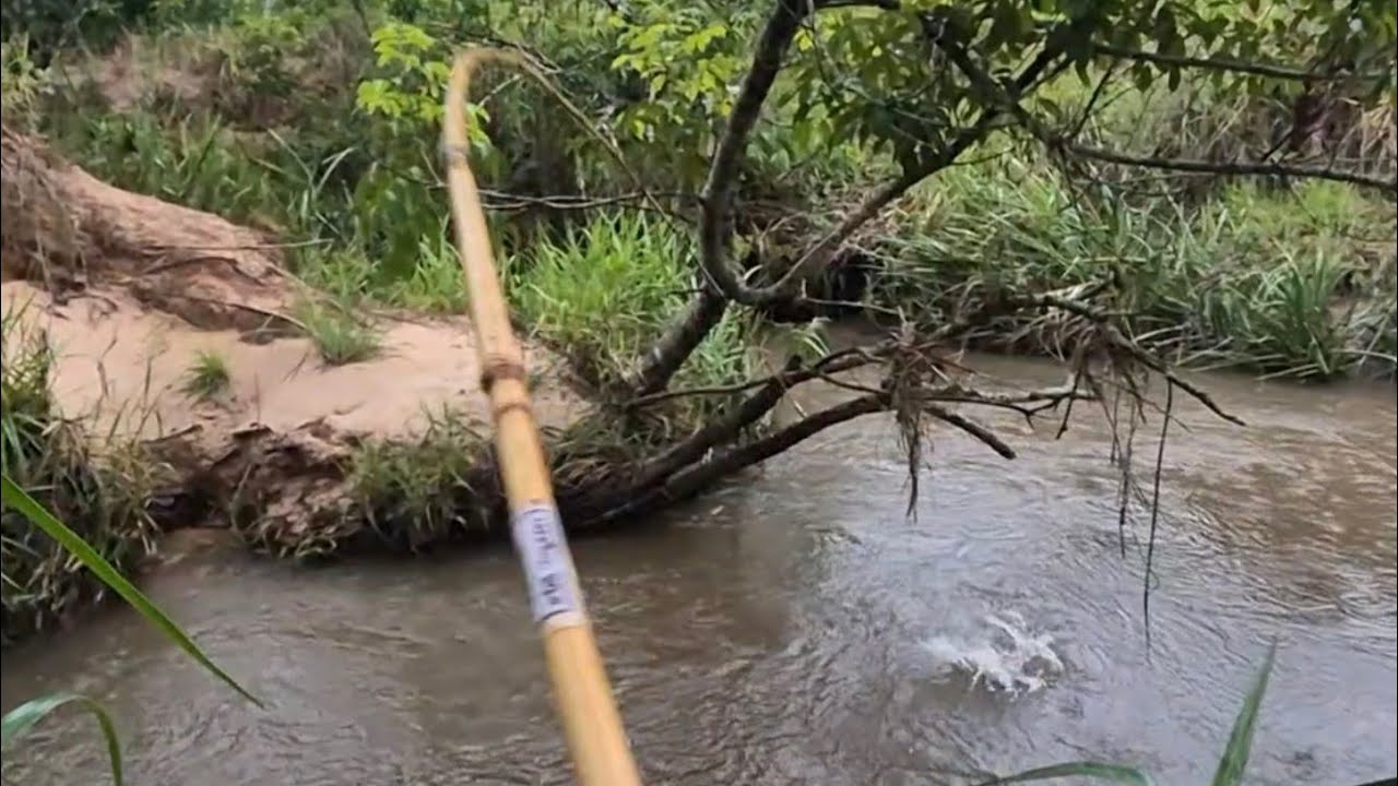 QUANDO A LINHA NÃO QUEBRAVA, SÓ VINHA PEIXE BRUTO NESSE RIO!!!! 