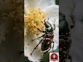 The Flesh-Eating Flower That Hides Underground 😱🌸