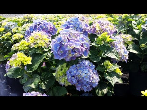 Video: ¿Cuándo florecen las hortensias mophead en el Reino Unido?