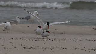 North American Caspian Terns rest, preen, court, and move about on a northern USA beach