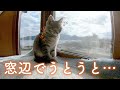 窓辺で日向ぼっこしながらウトウトする猫