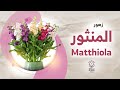 أقوى زهور الربيع رائحة عطرية المنثور Mathiola Incana