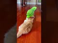 Strong grip. Weak friction 🦜🐱😭#KittenFail #ParrotVsPhysics #FunnyAnimals #ViralPetVideo #NaturalPets
